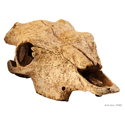 Terraariumi dekoor EXO-TERRA Veise kolju