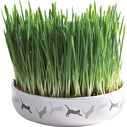 Ceramic bowl for cat grass, ø 15 × 4 cm, 50 g