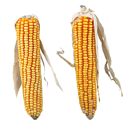 Лакомство для грызунов Кукурузные початки с шелухой, 2 шт./250 г