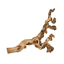 Terraariumi dekoor Viinamarjapuu, XL: 55-80 cm