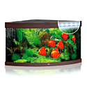 Aquarium Trigon LED 350 L dark wood