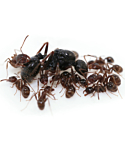 Ants Messor Structor 5-10 pcs