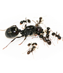 Messor ants