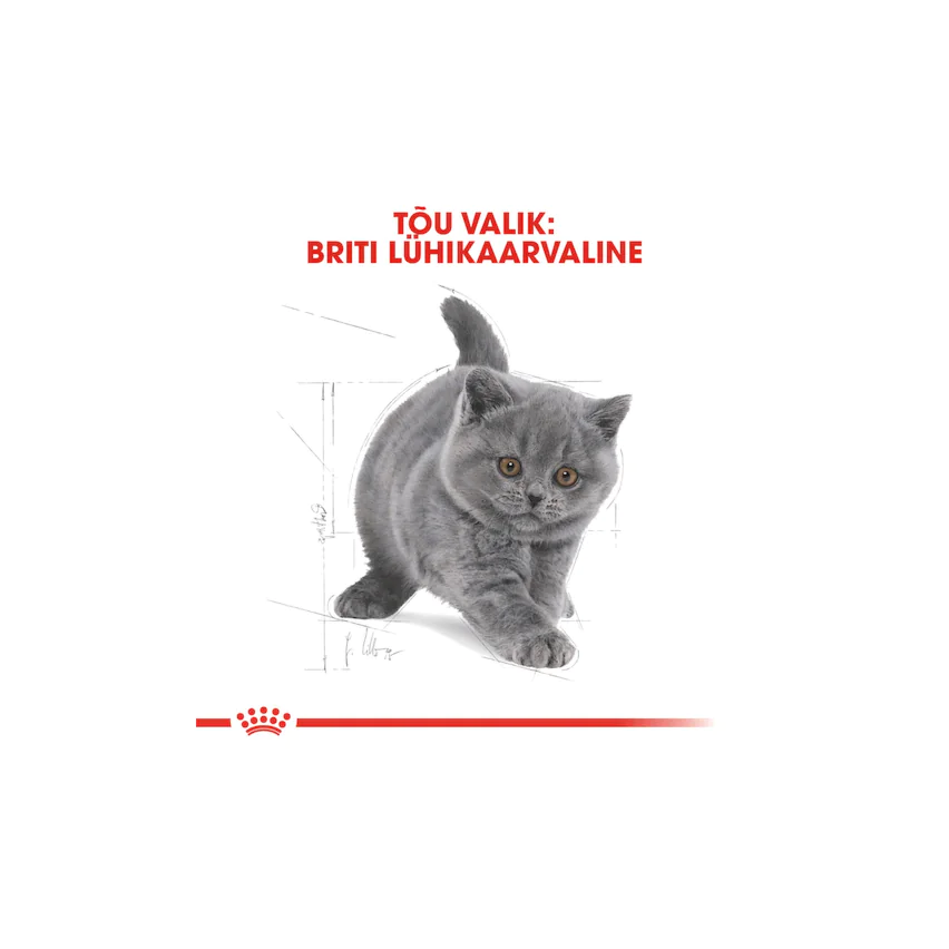 Royal Canin Kitten British Shorthair 400 g Dry Food